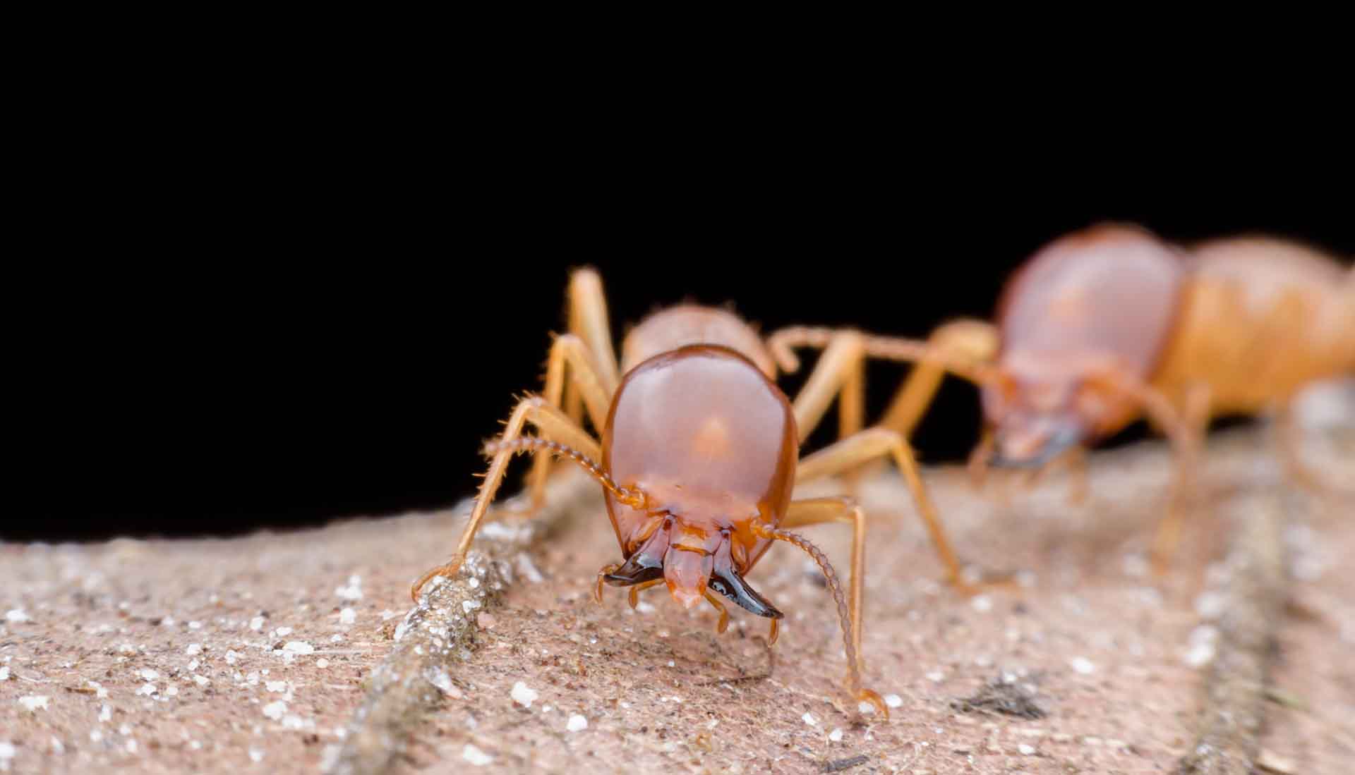 Close up soldier termite on dried leaf